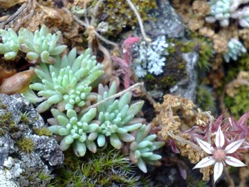 Sedum hispanicum / Borracina glauca